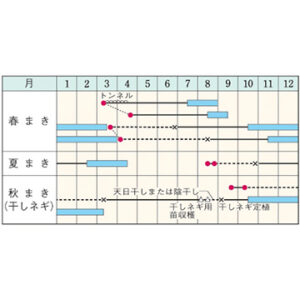 即納　ネギ『九条太ネギ』9cmﾎﾟｯﾄ苗 - 画像 (2)